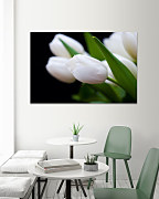 Obraz Tulipány z Holandska 1756